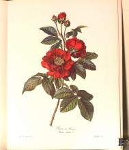 Zauber der Rose 12/24